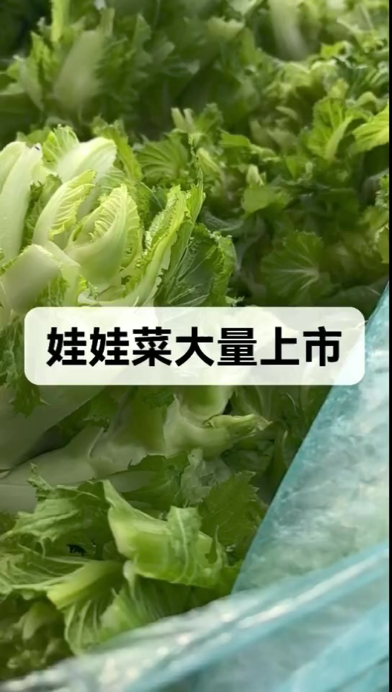 安徽宿州砀山耳菜大量上市每天能收五万斤价格便宜欢迎采购。