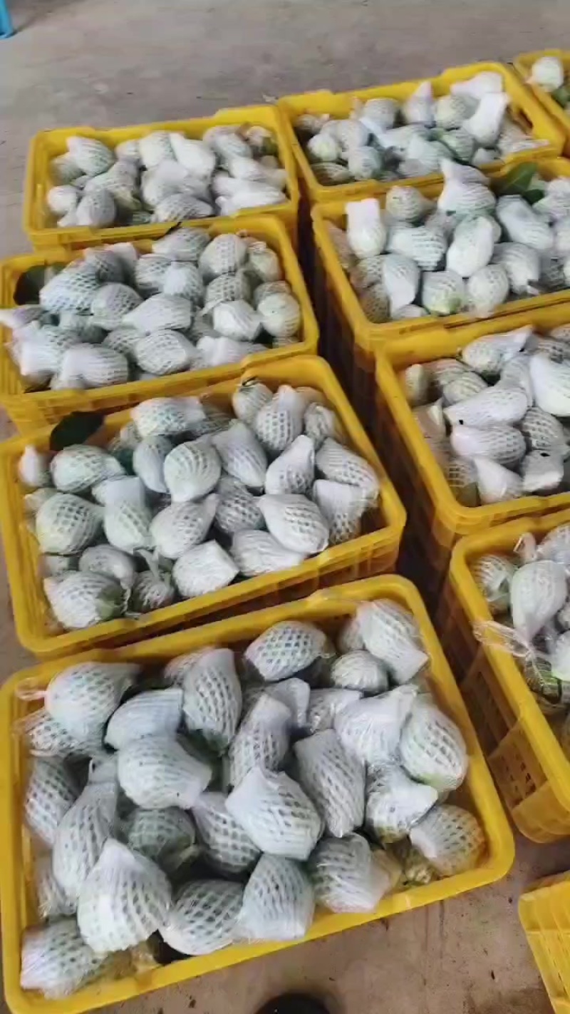 番石榴