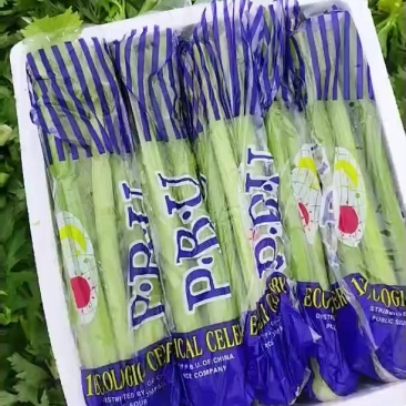 河南西芹大量上市专业对接档口，电商，商超