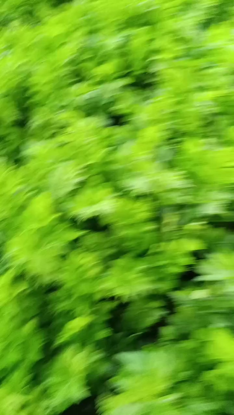 河南西芹大量上市专业对接档口，电商，商超