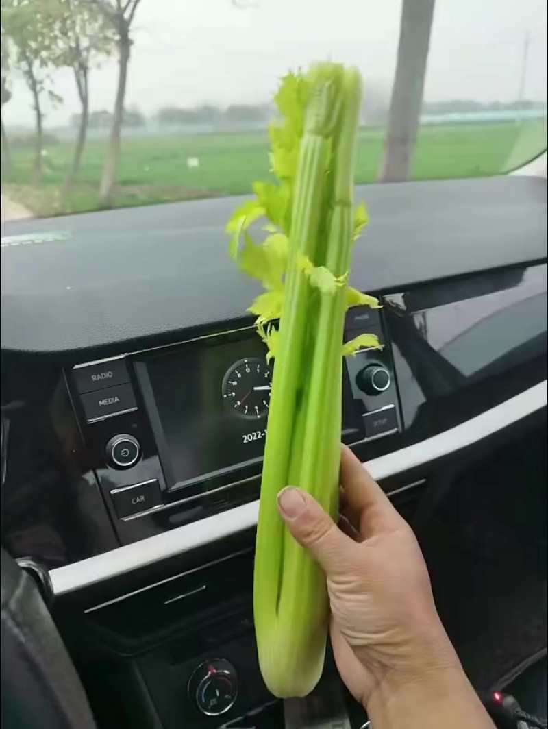 河南西芹大量上市专业对接档口，电商，商超