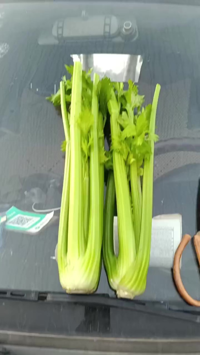 河南西芹大量上市专业对接档口，电商，商超