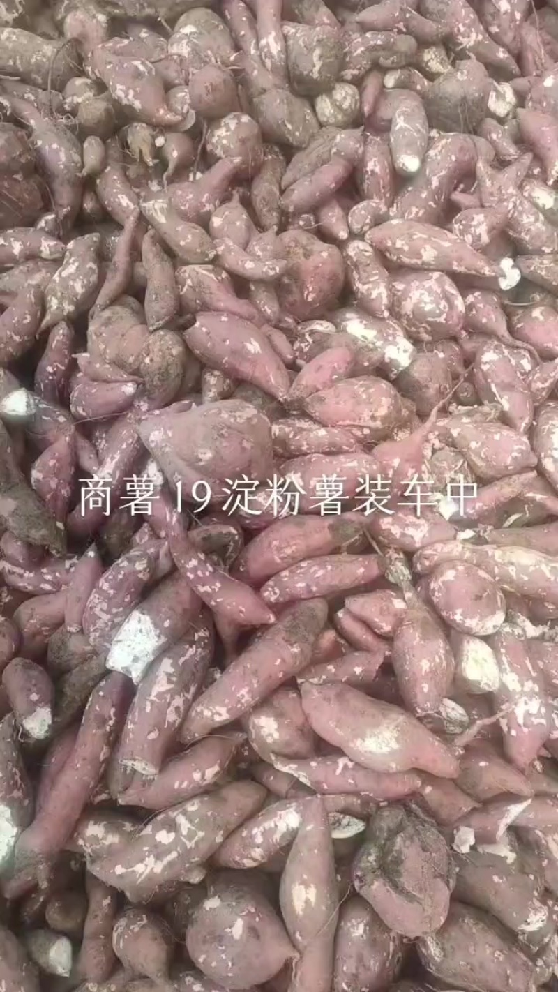 商薯19淀粉薯大量上市，有看上的吗，全部过筛装车，