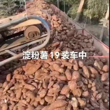 淀粉薯商薯19红薯，全部过筛装车，有看上的吗