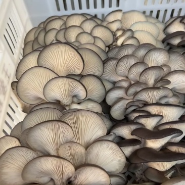 新鲜采摘蘑菇