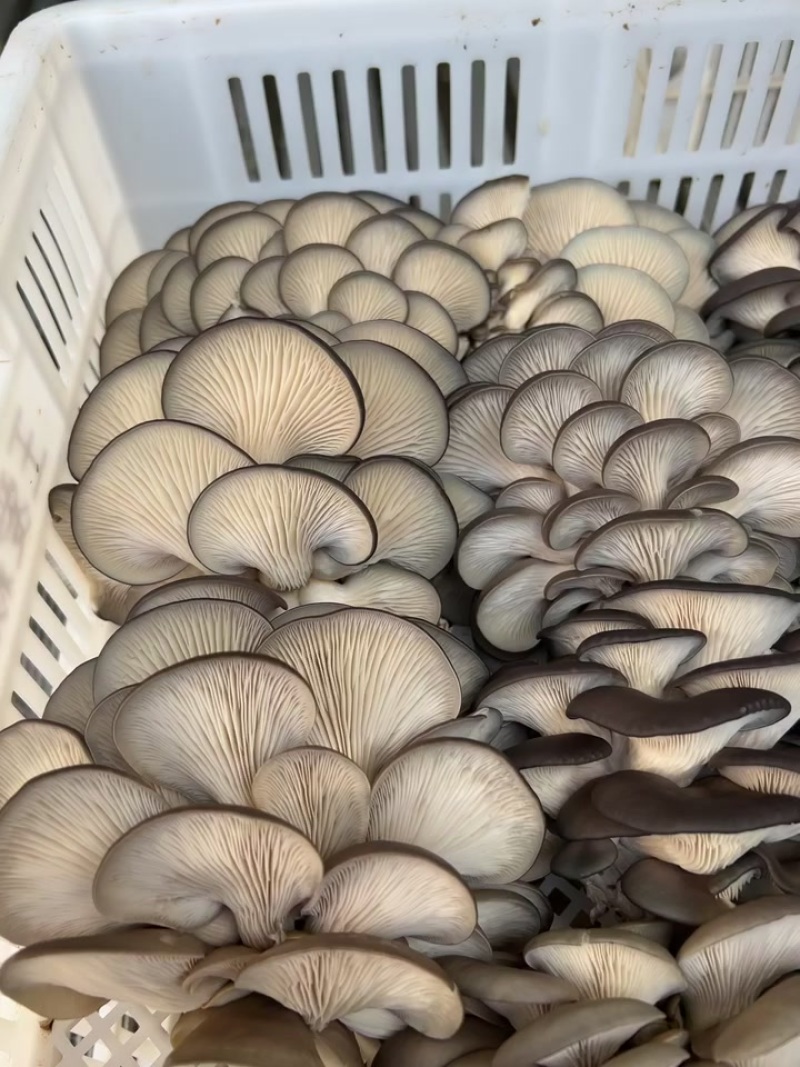 新鲜采摘蘑菇