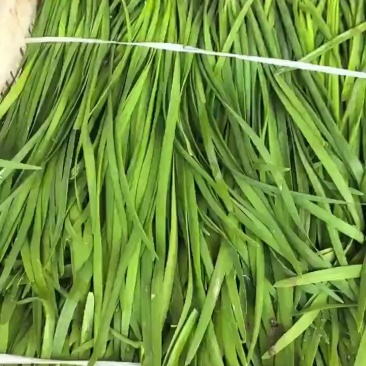 精品韭菜一手资源产地直发对接全国市场
