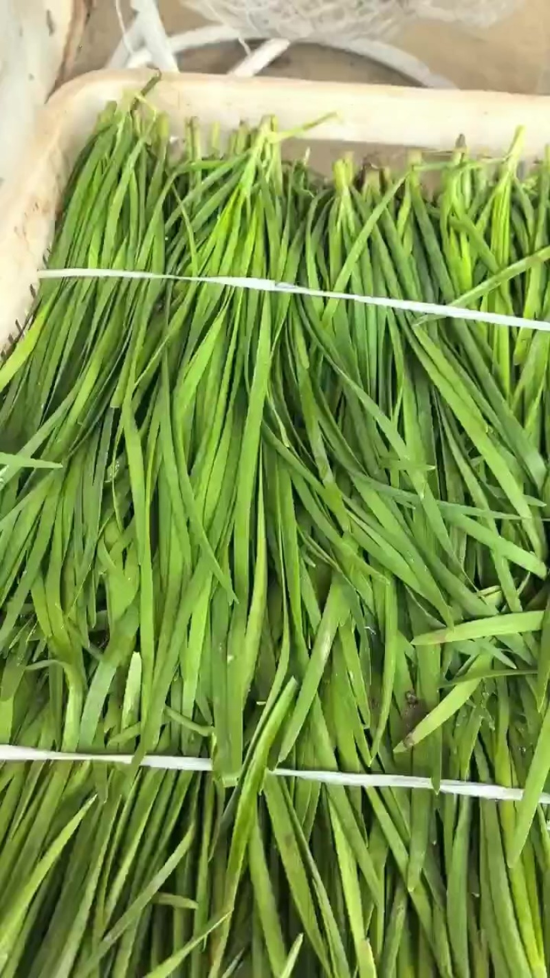 精品韭菜一手资源产地直发对接全国市场
