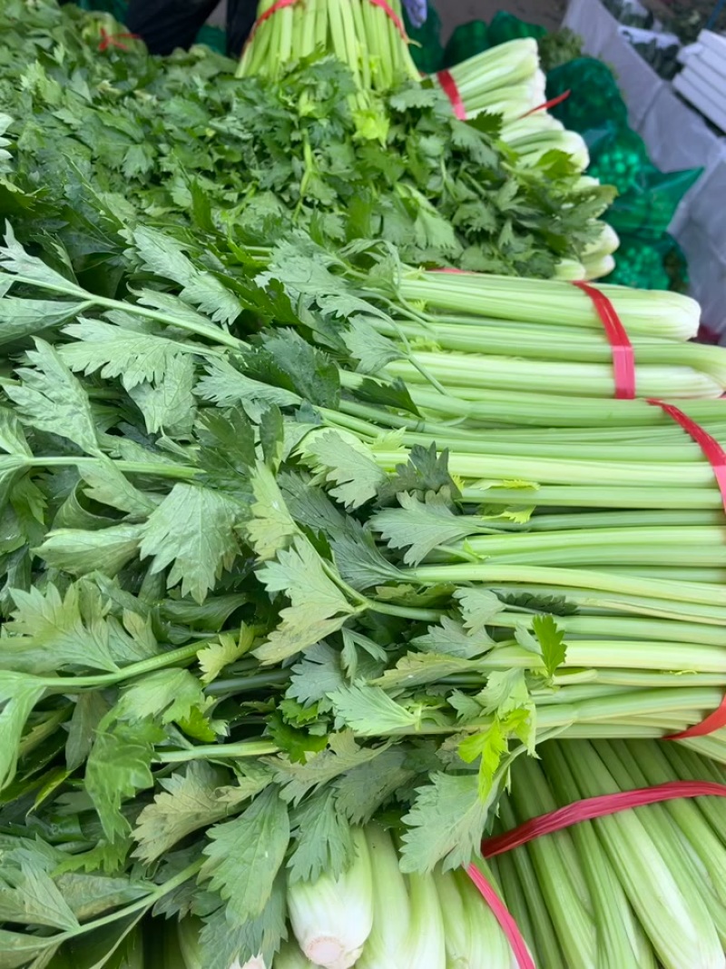 陕西本地精品芹菜