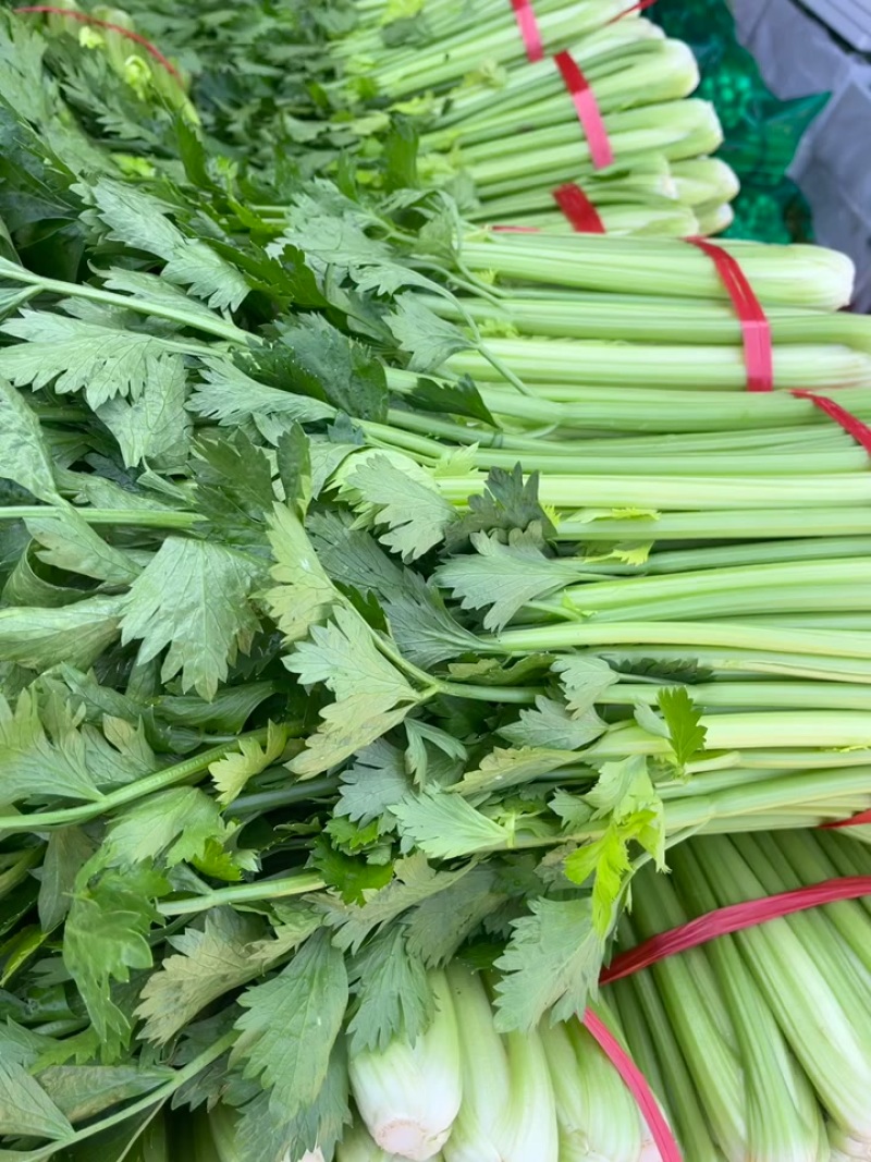 陕西本地精品芹菜