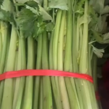 陕西本地精品芹菜