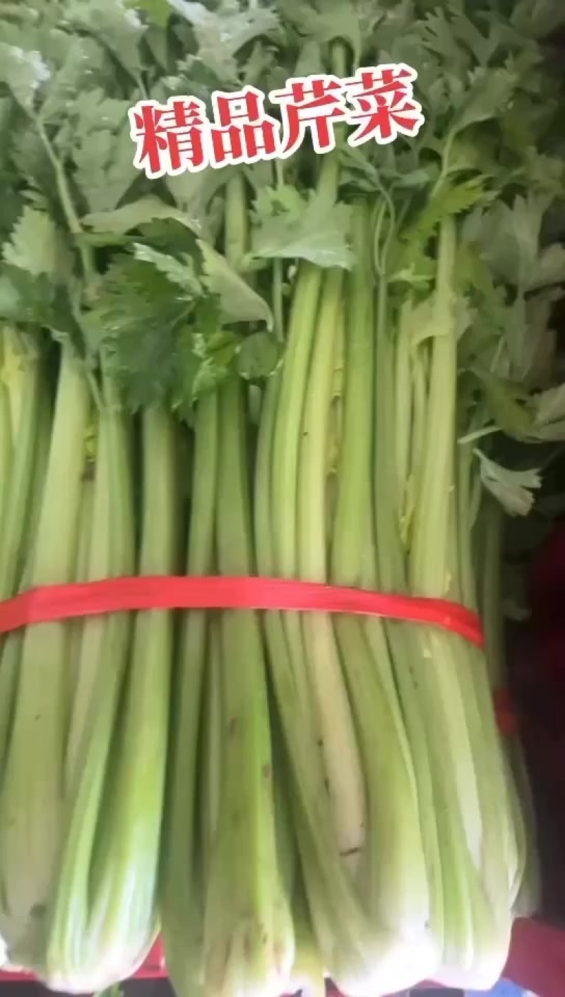 陕西本地精品芹菜