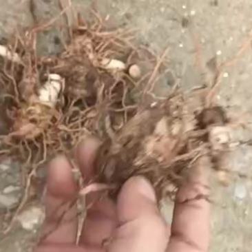 露天驯化三年中宽叶紫花白芨块茎大苗2公分起
