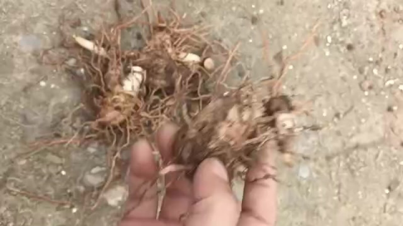 露天驯化三年中宽叶紫花白芨块茎大苗2公分起