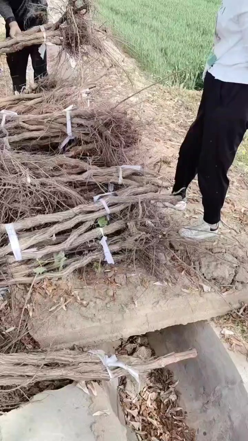 占地葡萄树量大，大小规格都有，需要的老板联系