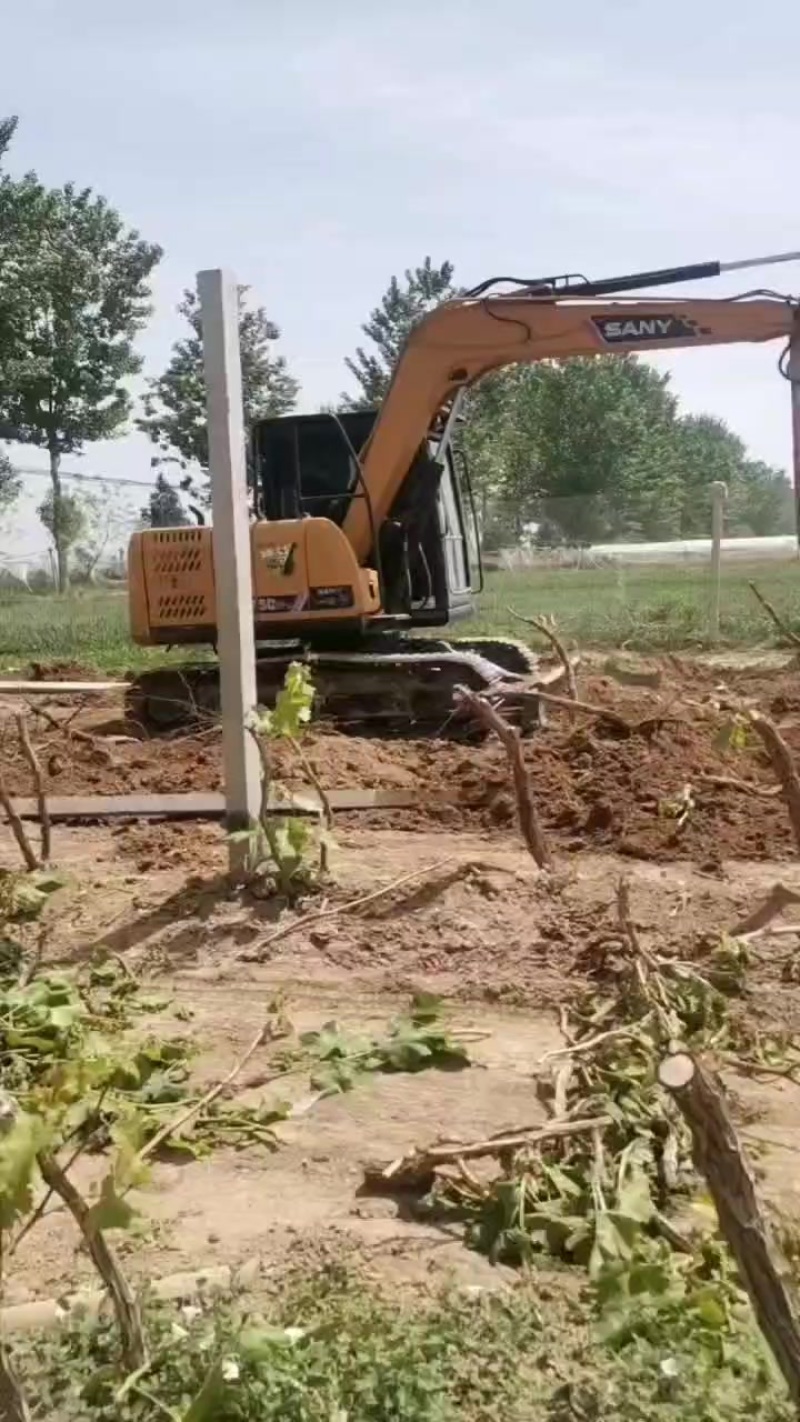 占地葡萄树量大，大小规格都有，需要的老板联系
