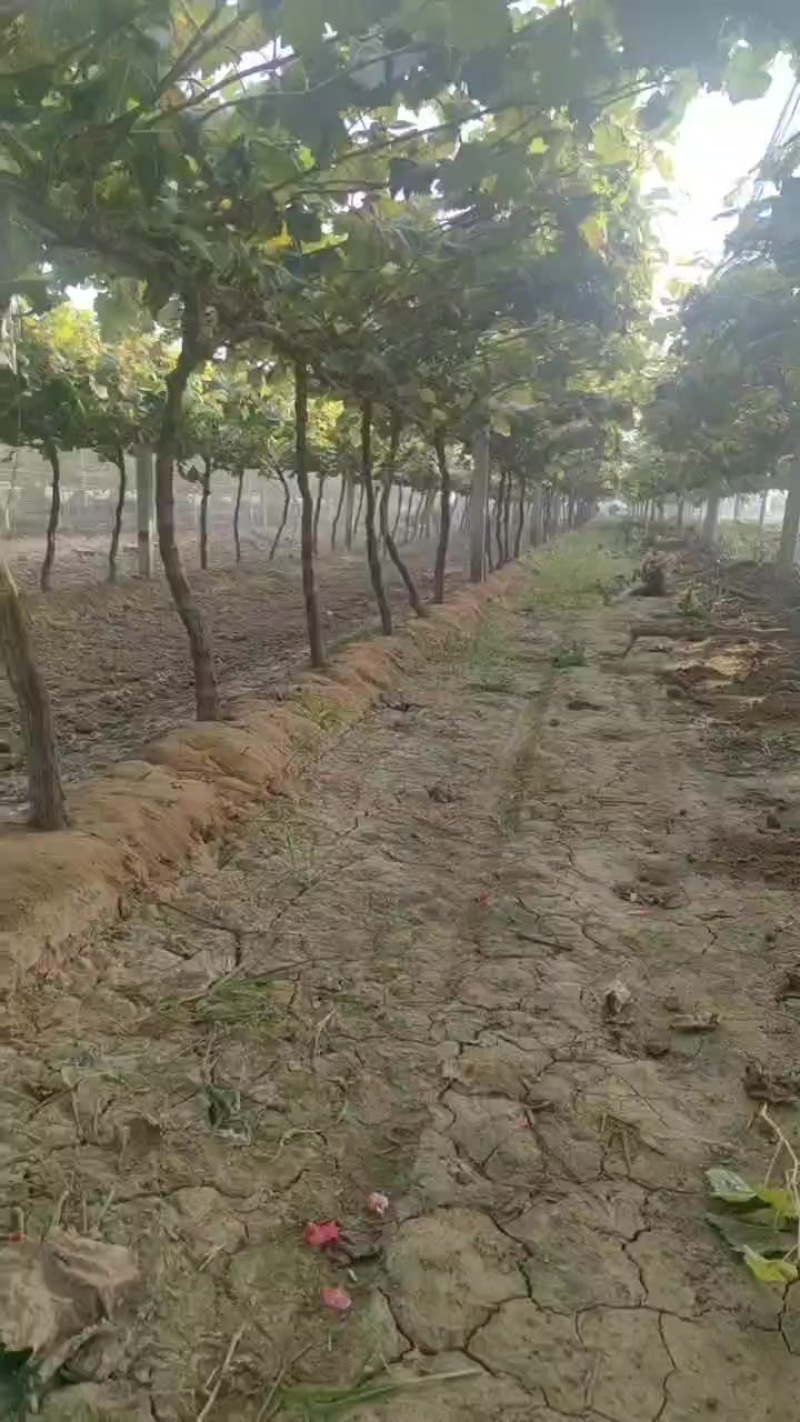 占地葡萄树量大，大小规格都有，需要的老板联系