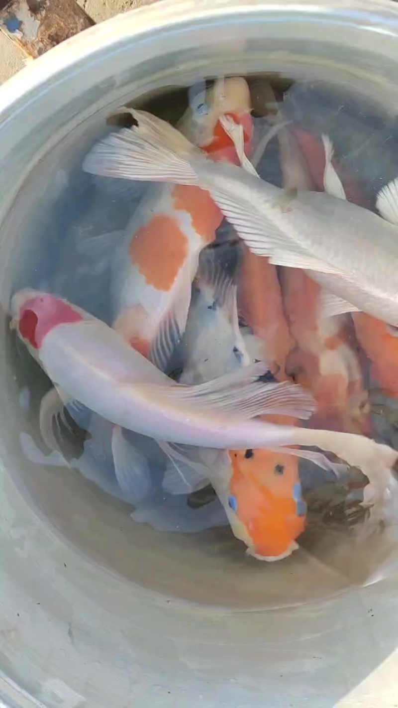 锦鲤鱼塘原生鱼批发20-30厘米八两～1斤三四
