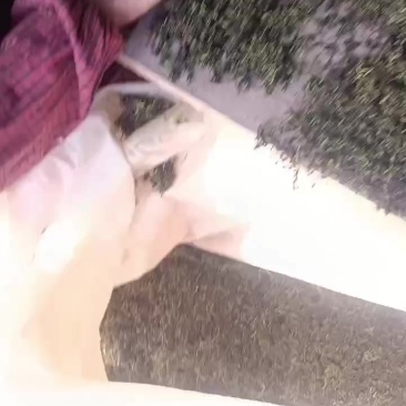 蒲公英茶叶