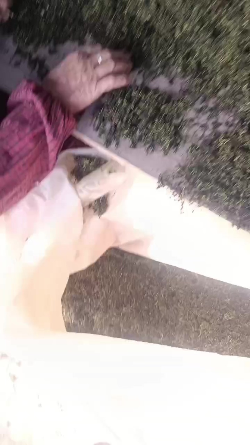 蒲公英茶叶