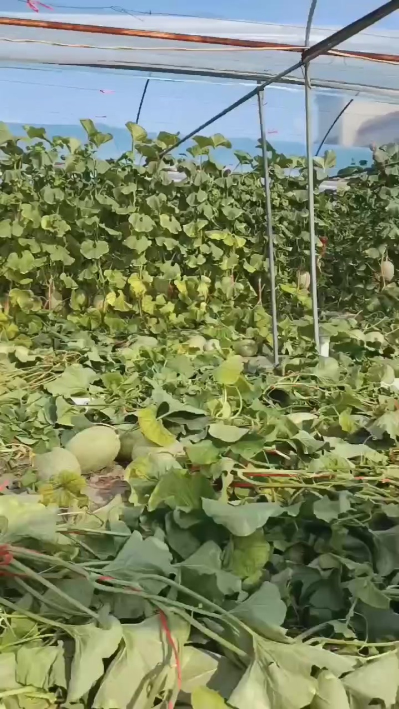海南哈密瓜太便宜了一斤0.5