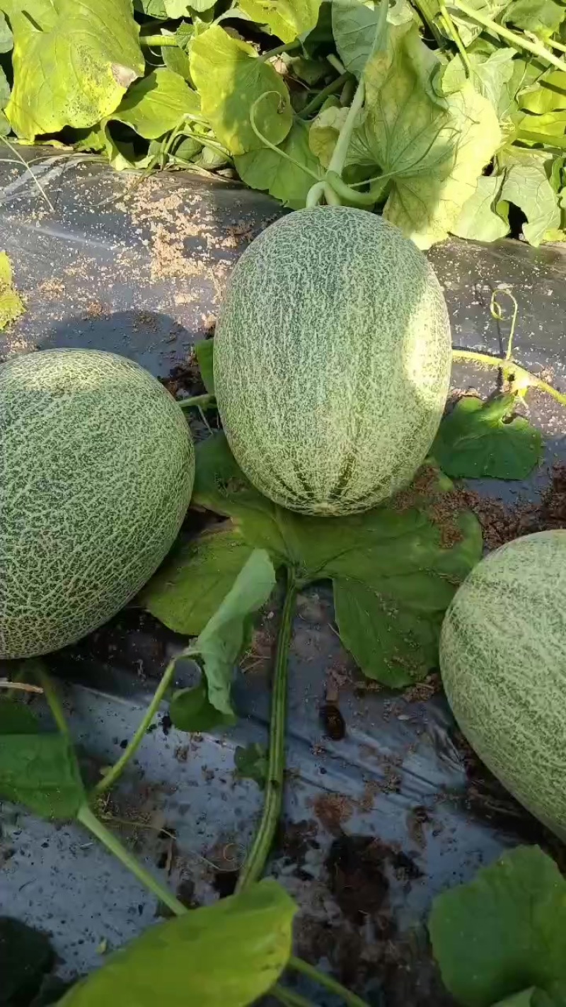 海南哈密瓜太便宜了一斤0.5