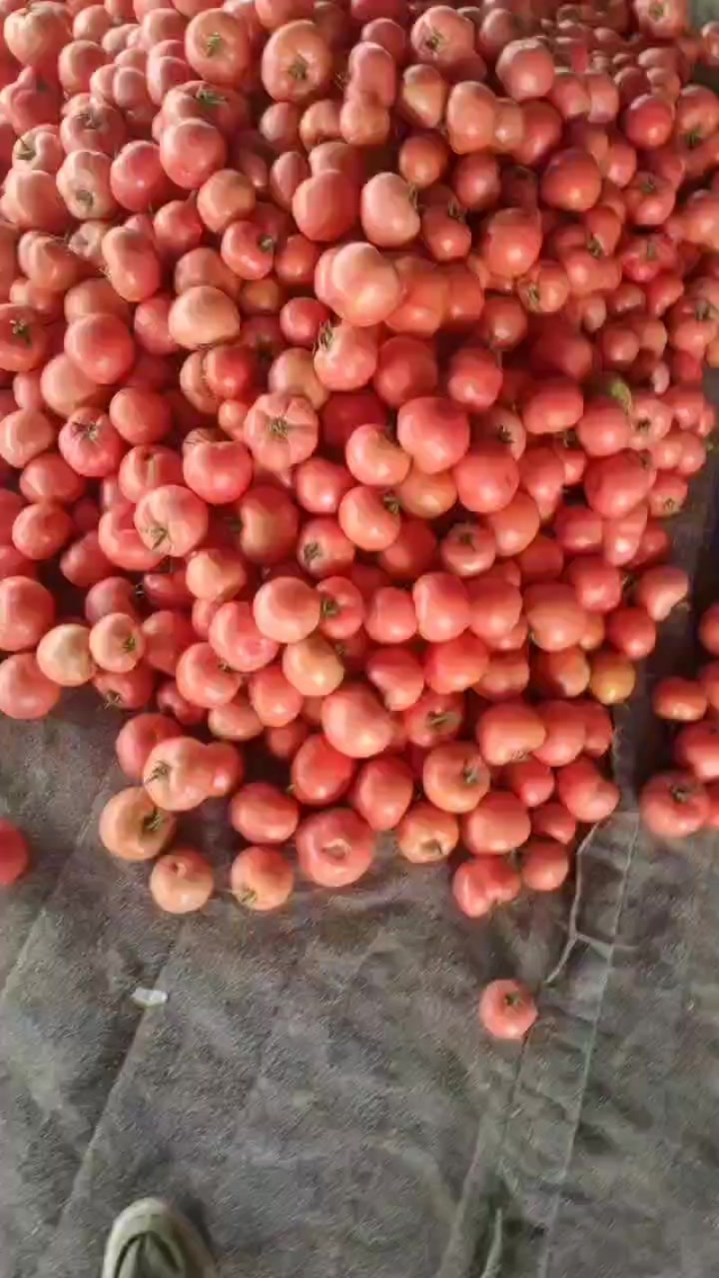 硬粉西红柿大量供应，产地直供一手价格一手货源