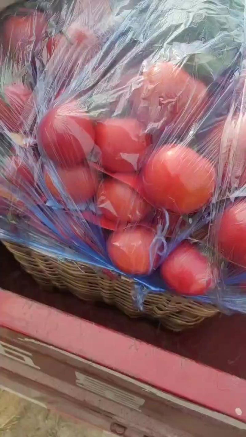 硬粉西红柿大量供应，产地直供一手价格一手货源