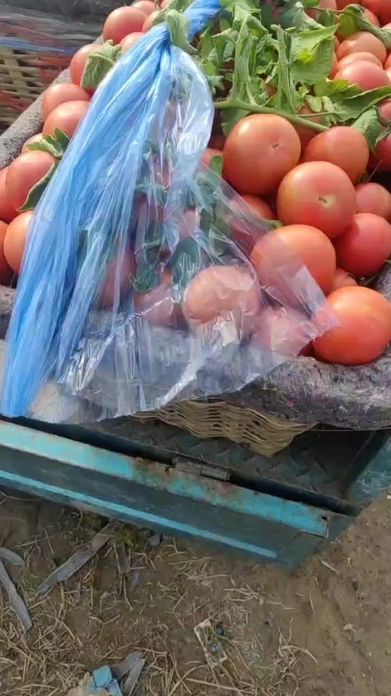 硬粉西红柿大量供应，产地直供一手价格一手货源