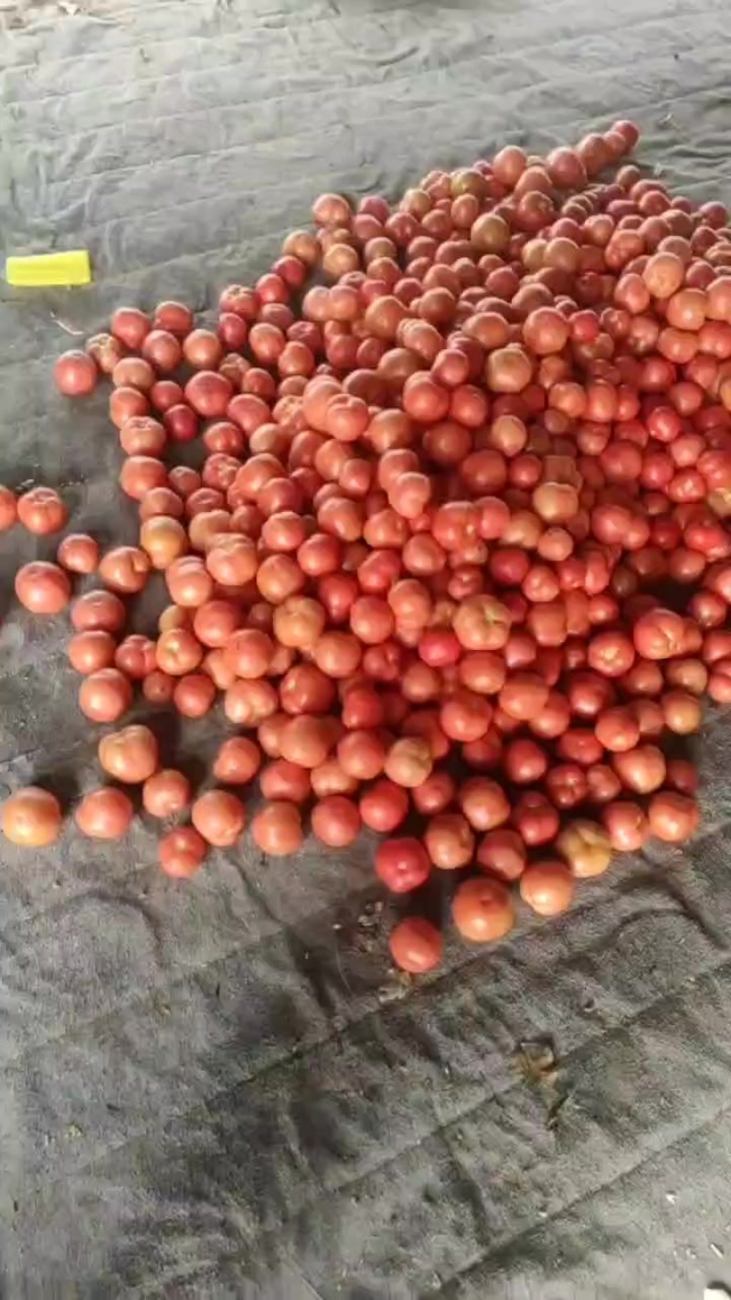 硬粉西红柿大量供应，产地直供一手价格一手货源
