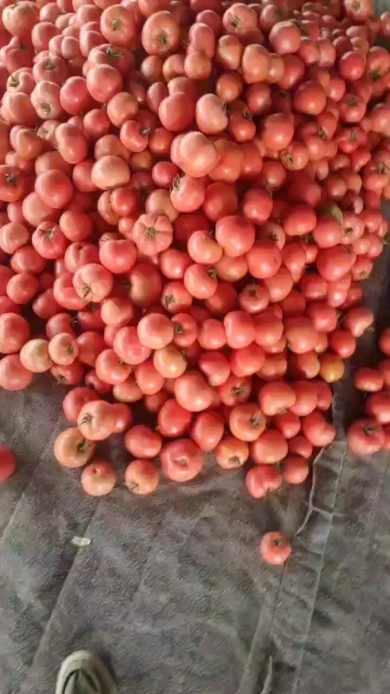 硬粉西红柿大量供应，产地直供一手价格一手货源