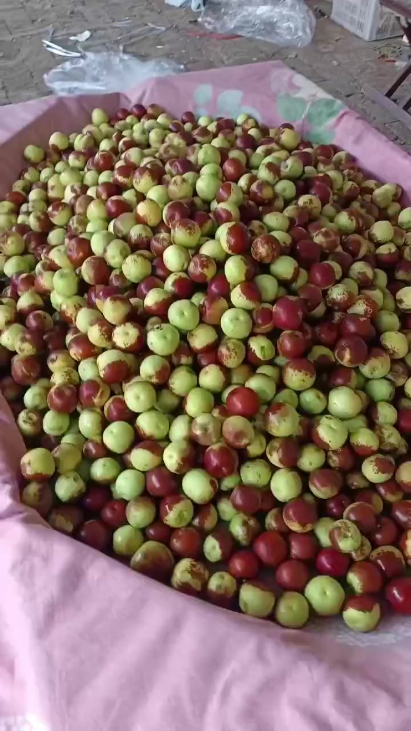 沾化冬枣