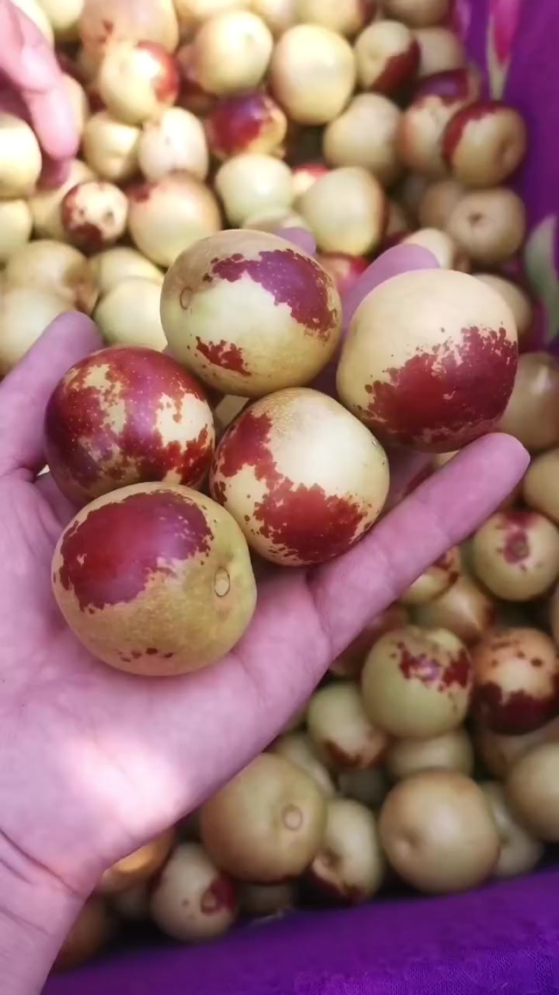 沾化冬枣