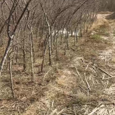 沙枣树