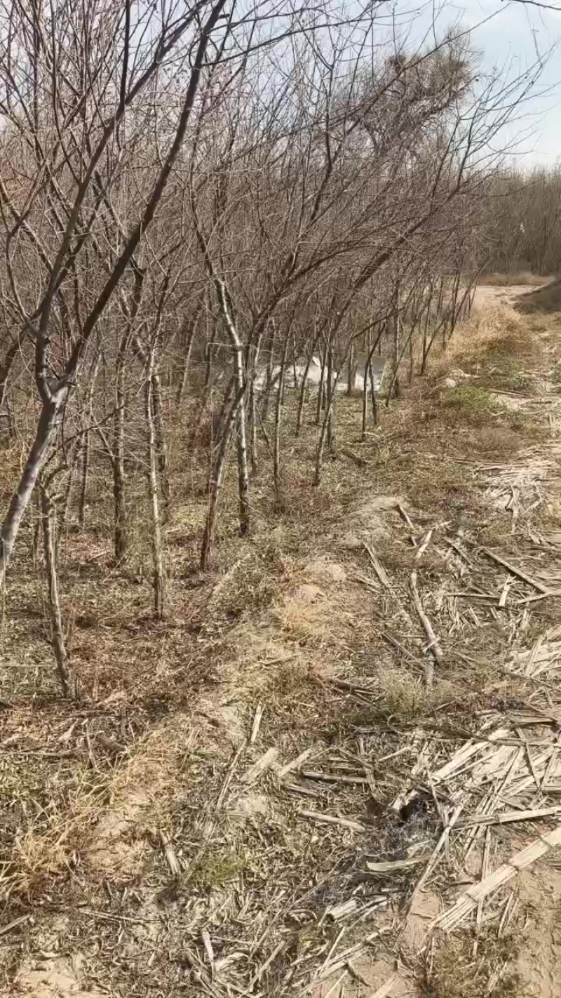沙枣树