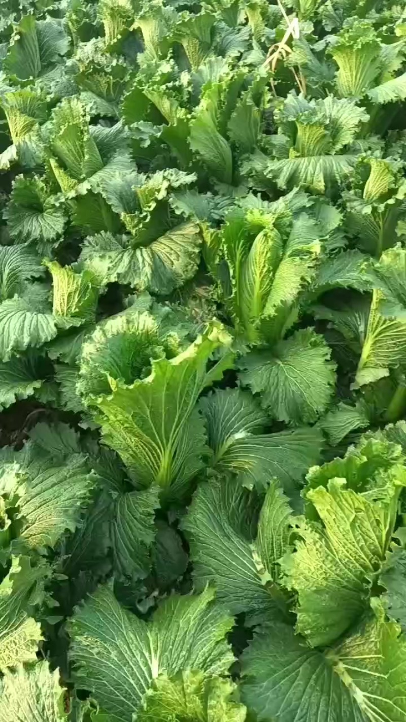 卖玉田特产2包尖
