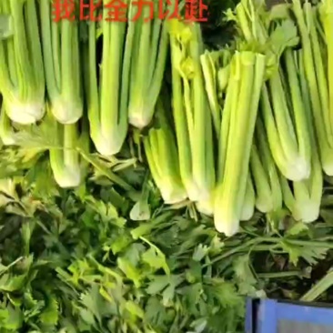 精品西芹大中小