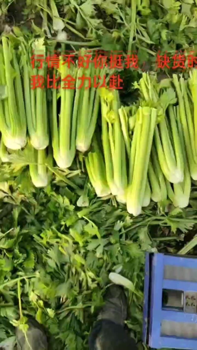 精品西芹大中小