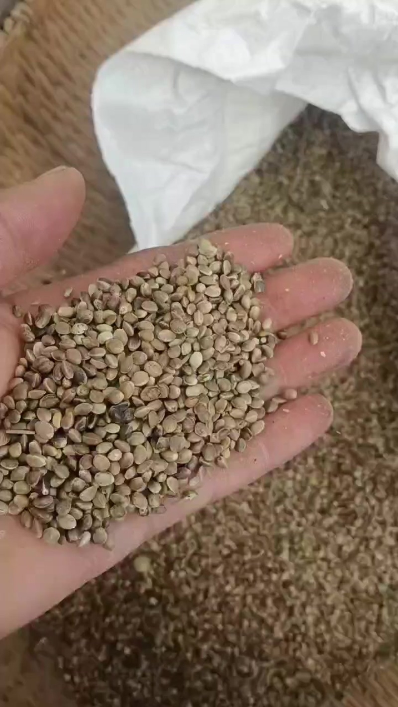 麻子
