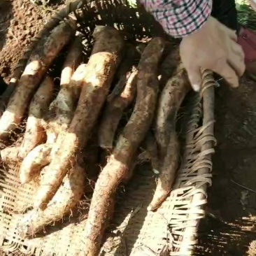 农家自种天然山药白玉山药牛尾山药，软糯香甜