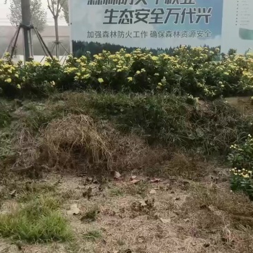 金丝皇菊