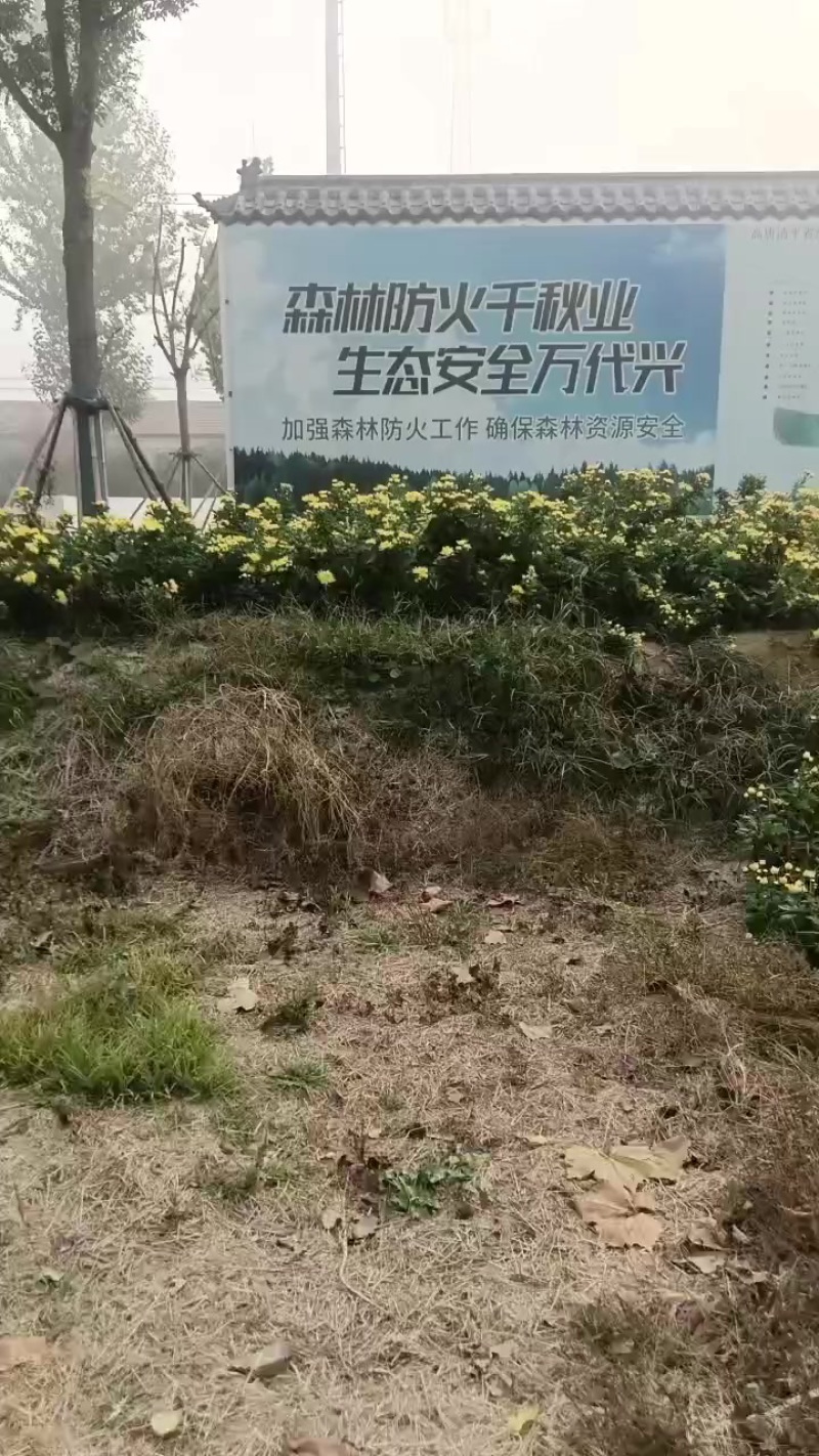 金丝皇菊
