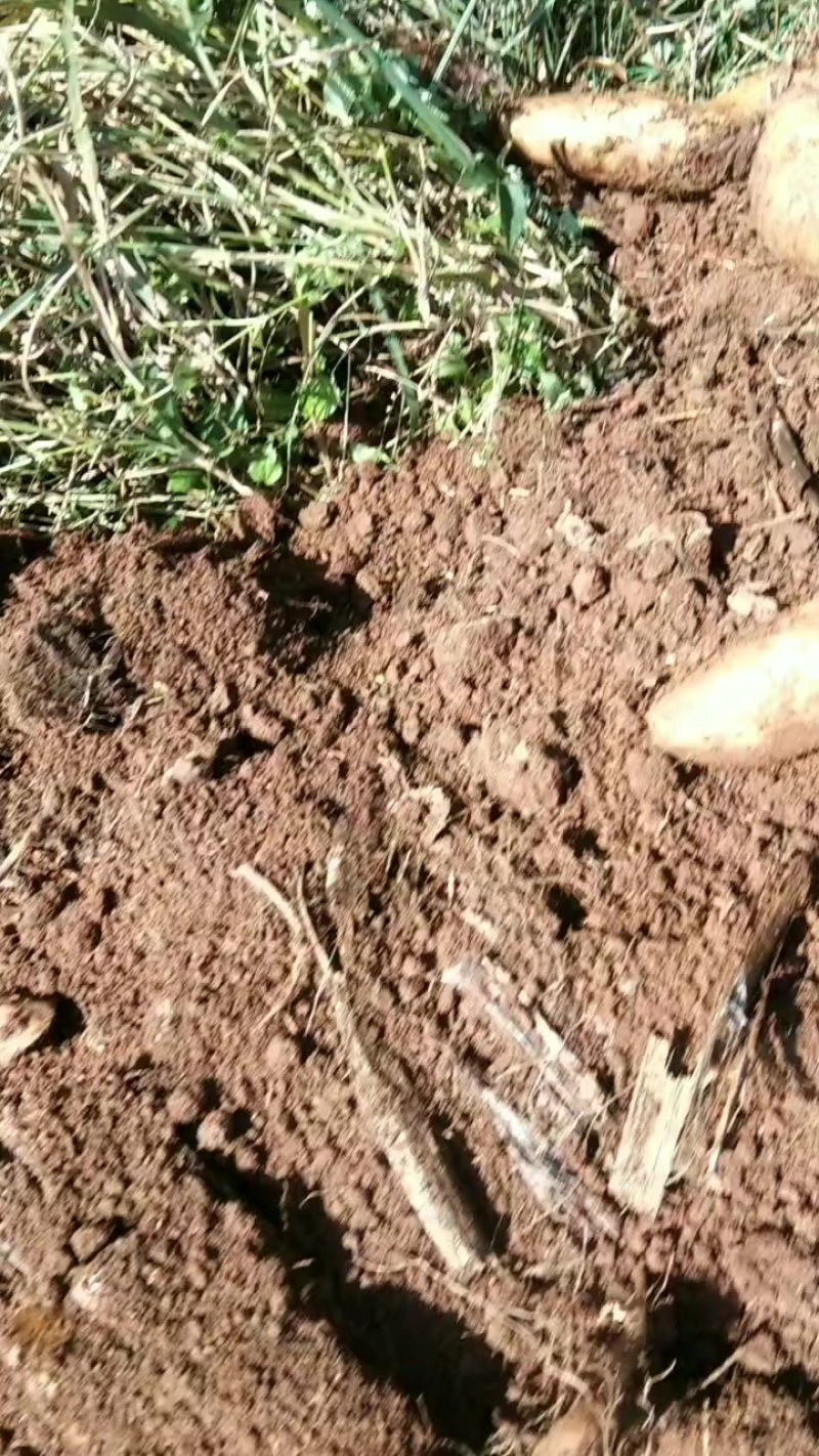 农家自种天然山药白玉山药牛尾山药，软糯香甜