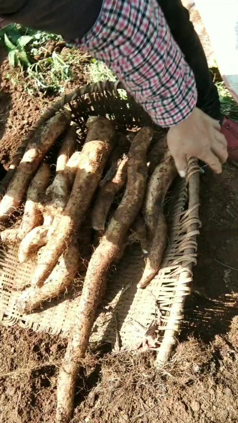 农家自种天然山药白玉山药牛尾山药，软糯香甜