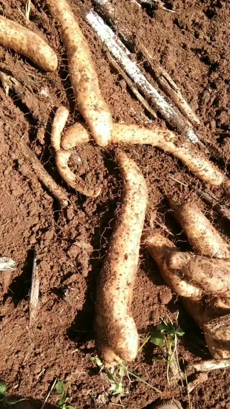 农家自种天然山药白玉山药牛尾山药，软糯香甜