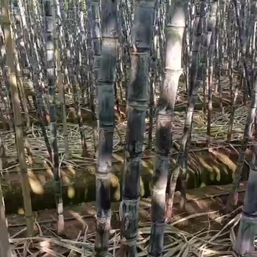 黑皮甘蔗
