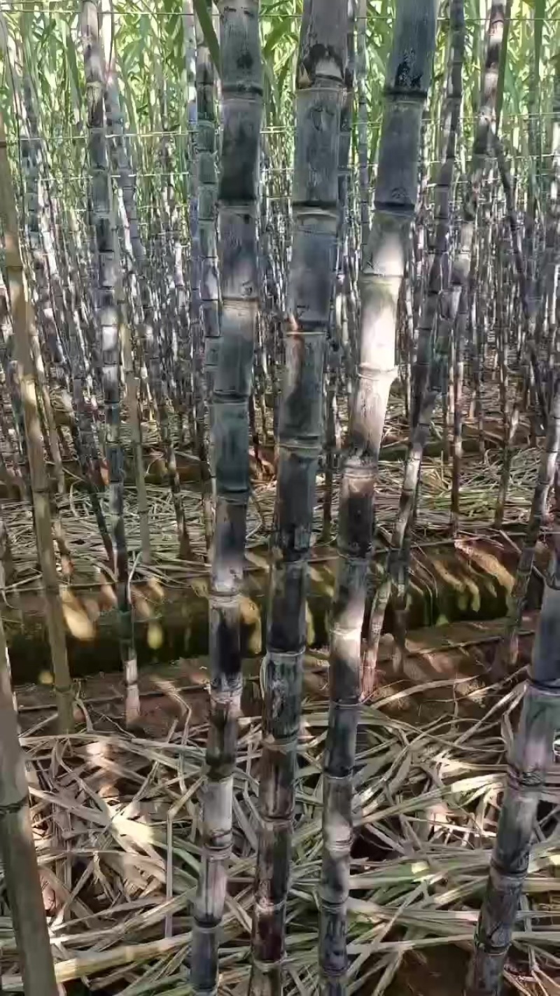 黑皮甘蔗