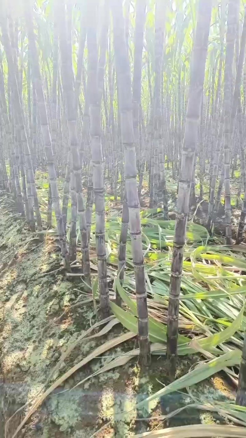 黑皮甘蔗
