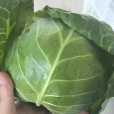 宁波慈溪精品甘蓝
