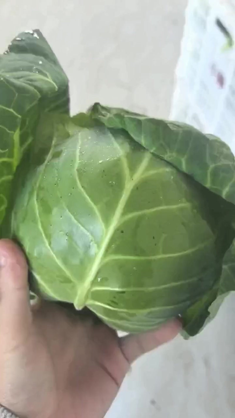 宁波慈溪精品甘蓝
